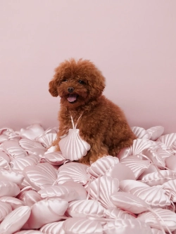 Игрушка Babyshell (pink)